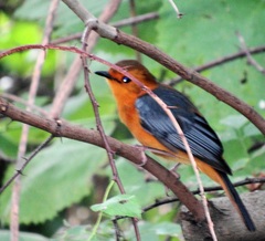 Cossypha natalensis natalensis
