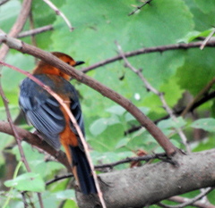 Cossypha natalensis natalensis