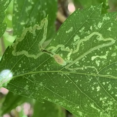 Phyllocnistis vitifoliella