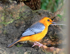 Cossypha natalensis natalensis