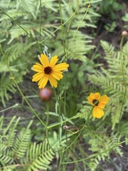 Coreopsis linifolia