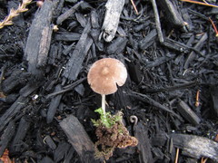 Pluteus seticeps
