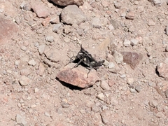 Dracotettix monstrosus