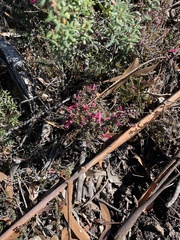 Epacris reclinata