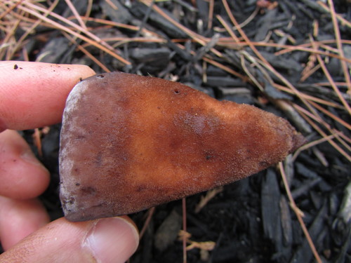White Chicken Mushroom