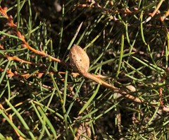 Hakea mitchellii