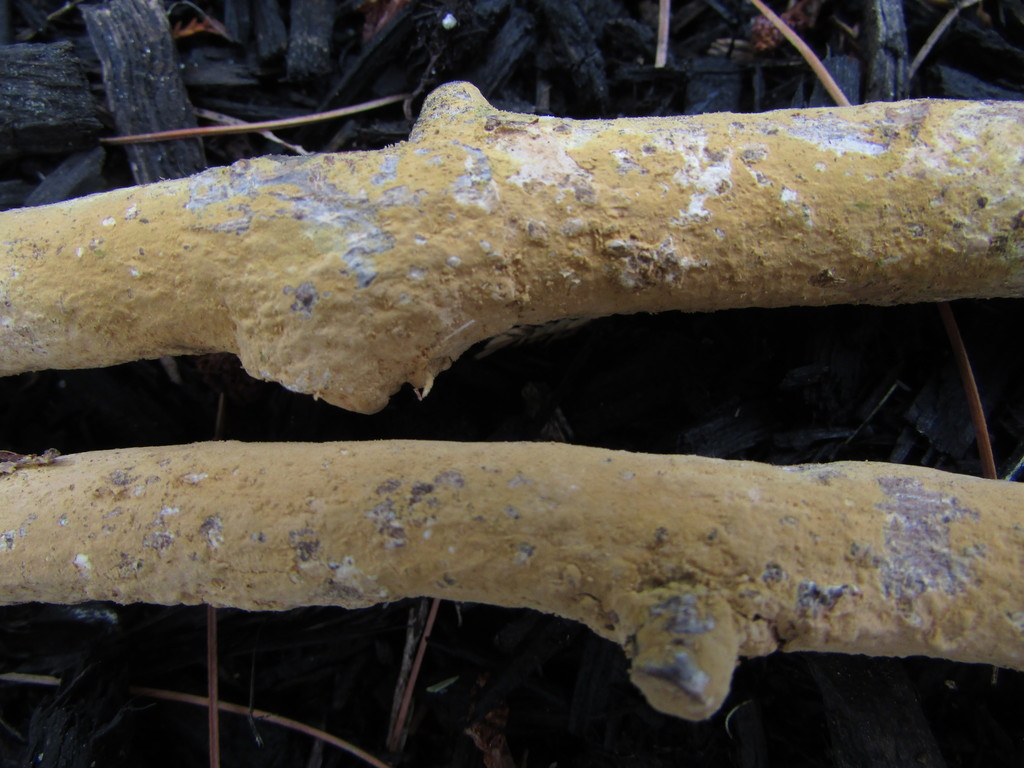 loose starweb