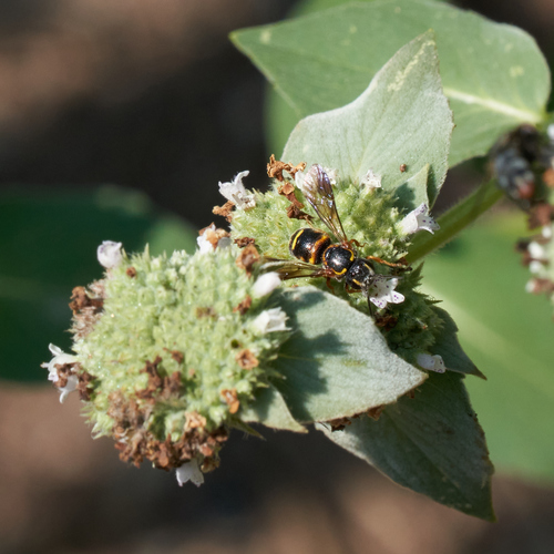 Photo of Louisiana Painted-Dark bee (Stelis louisae)