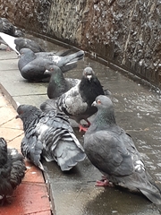 Columba livia domestica