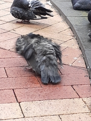 Columba livia domestica