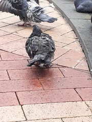 Columba livia domestica