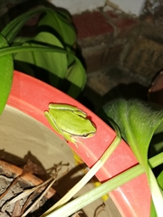 Dendropsophus luddeckei