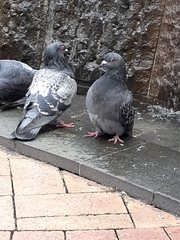 Columba livia domestica