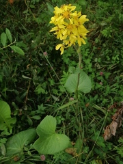 Ligularia sibirica