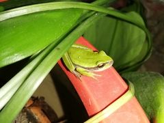 Dendropsophus luddeckei