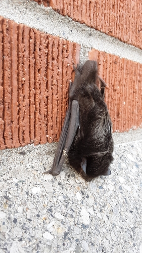 Silver-haired Bat photographed in Montana