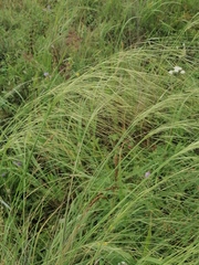 Stipa capillata