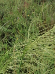 Stipa capillata
