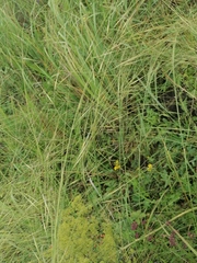 Stipa capillata