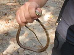 Mastigodryas dorsalis