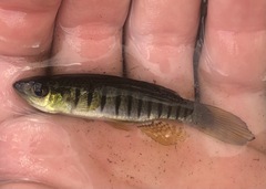 Fundulus lineolatus