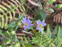 Symphyotrichum walteri
