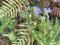 Symphyotrichum walteri