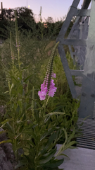 Physostegia virginiana