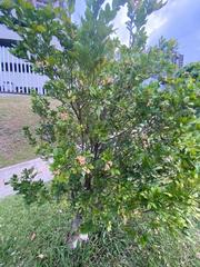 Synsepalum dulcificum