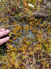 Odontoschisma fluitans