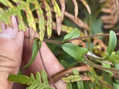 Symphyotrichum walteri