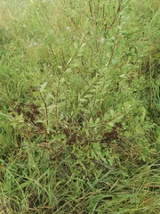 Spiraea hypericifolia