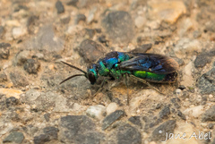 Chrysis angolensis