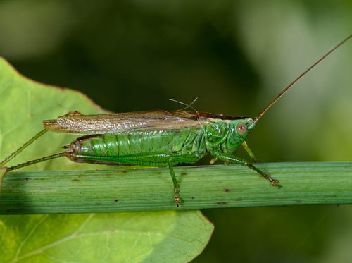Long-winged Conehead