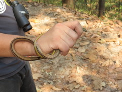 Mastigodryas dorsalis