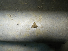 Heterogramma circumflexalis