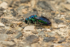 Chrysis angolensis