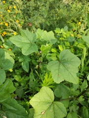 Malva verticillata