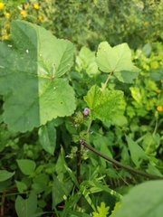 Malva verticillata