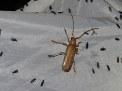 Atylostagma politum