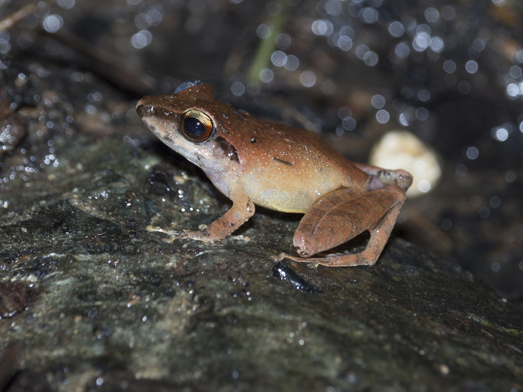 Secret Robber Frog
