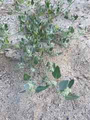 Chenopodium karoi