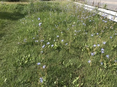 Cichorium intybus