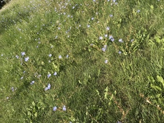 Cichorium intybus