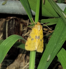 Azenia obtusa