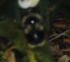 Bombus vancouverensis