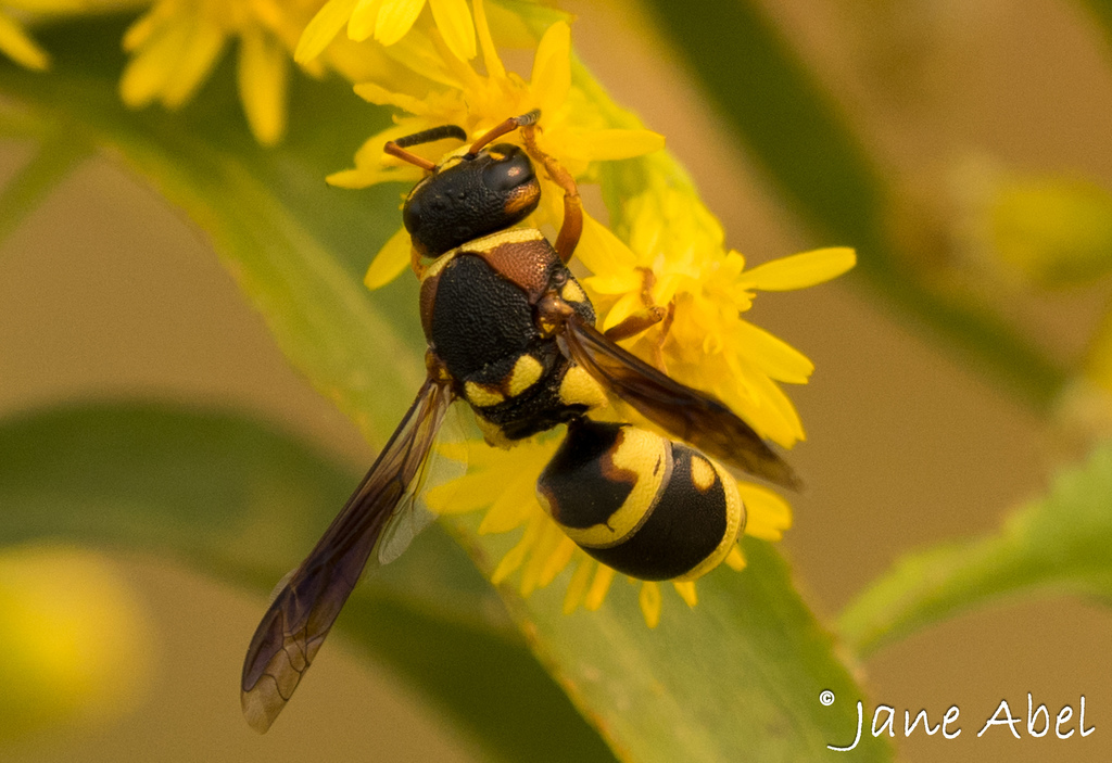 Euodynerus castigatus