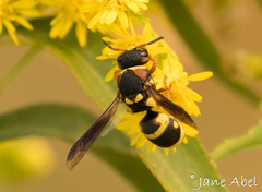 Euodynerus castigatus