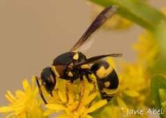 Euodynerus castigatus