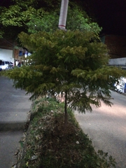 Retrophyllum rospigliosii